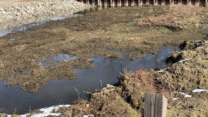 Proposed funds in state budget aim to combat Lake St. Clair muck