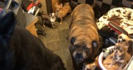 Inside 'rancid' Staffordshire puppy farm as cruel couple who made £105k walk free