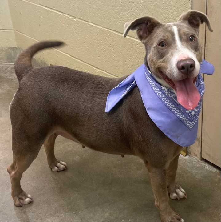 This week’s Galveston County Animal Resource Center Pets of the Week are Olivia and Olivia.