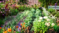 Don't throw away your old coffee grounds or filters - three types of plants in your garden love them