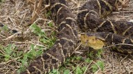 Vidas en peligro en Delta Amacuro por falta de antídotos