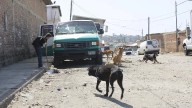 Hay aproximadamente 150 mil perros en condición de calle en Tijuana, estima municipio