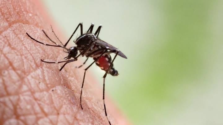 Muere otra persona por dengue en Oaxaca; suman tres defunciones en la entidad