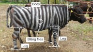 Cows painted like zebras and pizza-eating lizards: The Ig Nobel Prizes are back