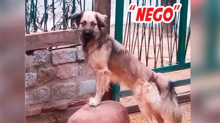 La familia de Nego pagará una recompensa de 200.000 pesos para recuperarlo