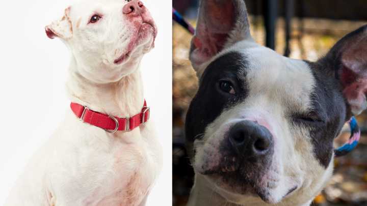 Meet the North Jersey adoptable pets of the week: Ace and Trevor