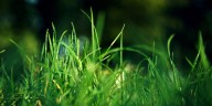East Texas Ag News: Fall is the season for fungal problems in the lawn
