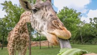 Nashville Zoo's giraffe herd matriarch Nasha dies at 11 years old