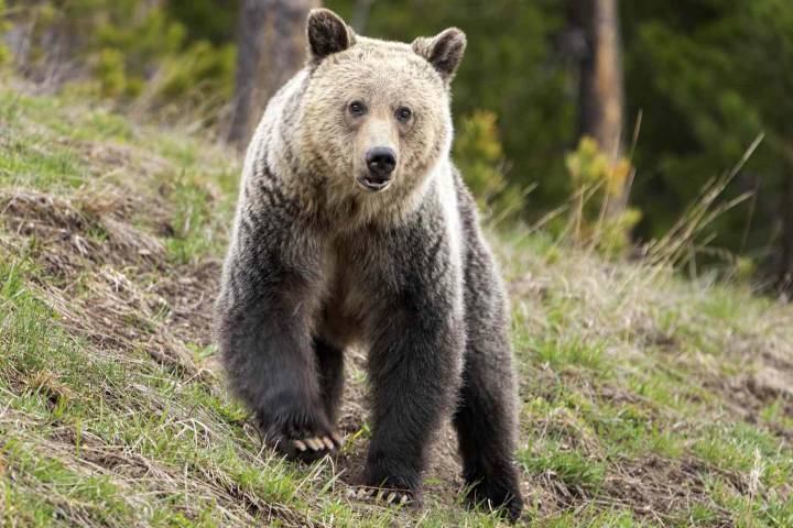 Man, 29, Was Hiking Alone When He Was Attacked by Bear in Yellowstone