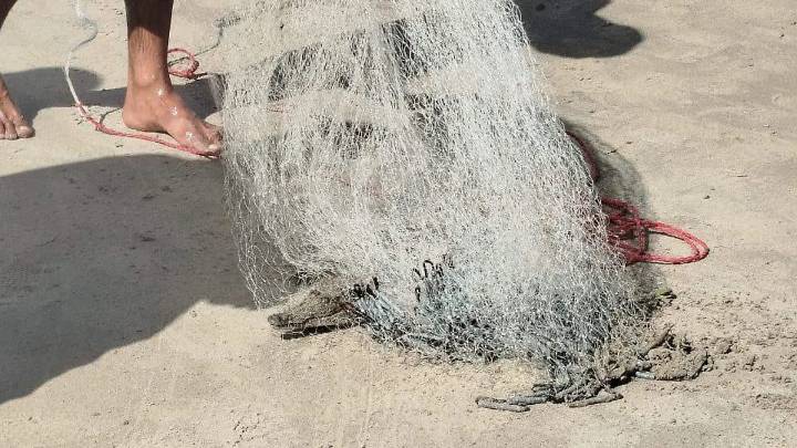 Pescador atrapa cocodrilo con atarraya en Playa Miramar y causa sorpresa entre los bañistas