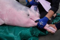 Delfín rosado del Amazonas enfrenta cada vez una mayor amenaza por el mercurio