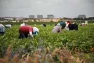 Anuncian 'regla final' para agilizar trámites de trabajadores H