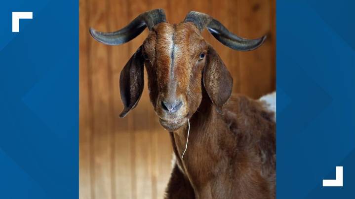 Little Rock Zoo staff mourning loss of beloved Boer goat named Bravo