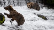 Fat Bear Week returns: Here's when the annual competition will be held