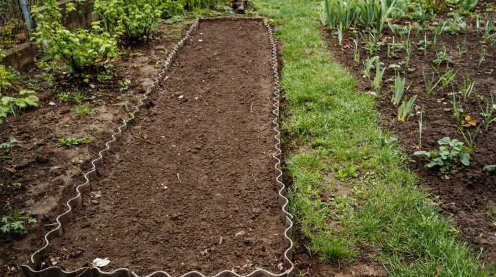 12 Cover Crops To Plant In The Fall For Healthy Garden Soil In The Spring