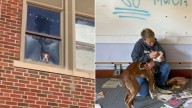 Missouri Pit Bull Trapped In Abandoned School For Days Warms Hearts After Being Saved