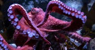 Conmoción por la inminente muerte de un pulpo que cuida sus huevos en un acuario de EE.UU.