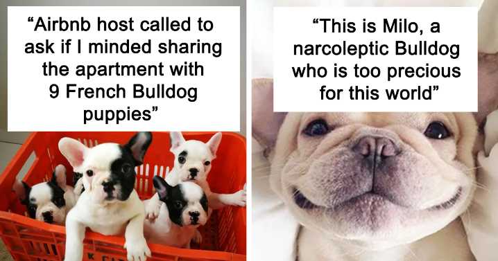 50 Cute Pics Of Bulldogs Prove How Common Stereotypes About Them Are Wrong