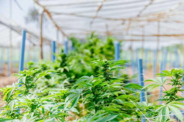 Innovative Industrial: Buy 13% Yield And 9% Preferred Stock Ahead Of Cannabis Rescheduling