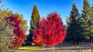 The #1 Tree to Plant This Fall for Stunning Foliage Next Year