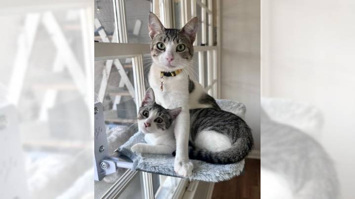 Tabby cats Toby and Tilly are a ready-made family – Orange County Register