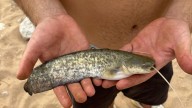 Capturas de decenas siluros confirman la multiplicación de esta especie depredadora en el Magro tras la dana