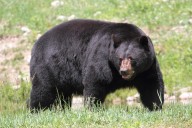 Arkansas bear attack victim Vernon Patton has died