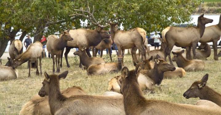Reasons Why Colorado's Elk Herds Draw Big Crowds Each Autumn