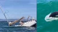 ¿Por qué las orcas hunden veleros en Portugal? Experto en cetáceos reveló la razón y alertó a navegantes