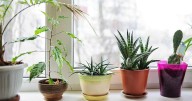 Plantas: para qué sirve y por qué es importante el agujero en las macetas