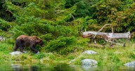 Hikers "had to fight off" bear that attacked in national park, Alaska officials say