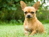 Perros pequeños con inteligencia y personalidad imponente