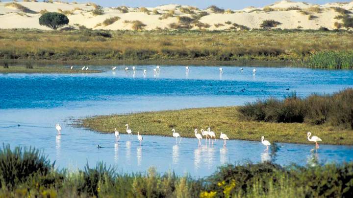 Hallan dos cigüeñas muertas por gripe aviar en el entorno de Doñana