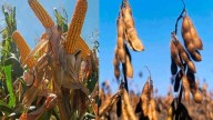 El maíz apunta a 61 millones de toneladas y la soja a 47 millones en un “escenario inédito” de siembra