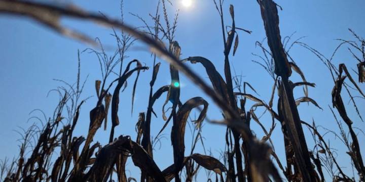 Dry weather has become a ‘good and bad thing’ for area farmers