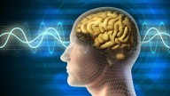 Así es como un microbio intestinal puede comunicarse con el cerebro