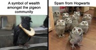 47 Of The Best Bird Memes Posted Online