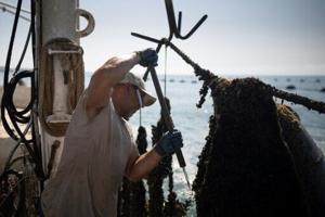Bulgarian mussel farmers face risk, and chance, in hotter sea