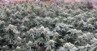 Riverside County deputies seize over 800 marijuana plants from illegal grow operation
