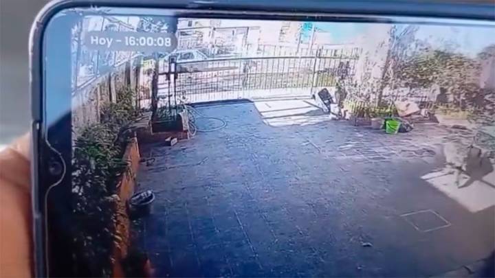 Video: una mujer ató a su perro al auto y lo arrastró por varias cuadras