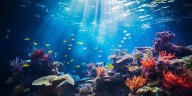 Científicos advierten sobre la desaparición de peces payaso y anémonas por las olas de calor marinas