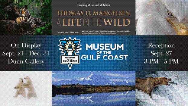 Museum of the Gulf Coast hosts Thomas D. Mangelsen’s ‘A Life in the Wild’ art exhibit