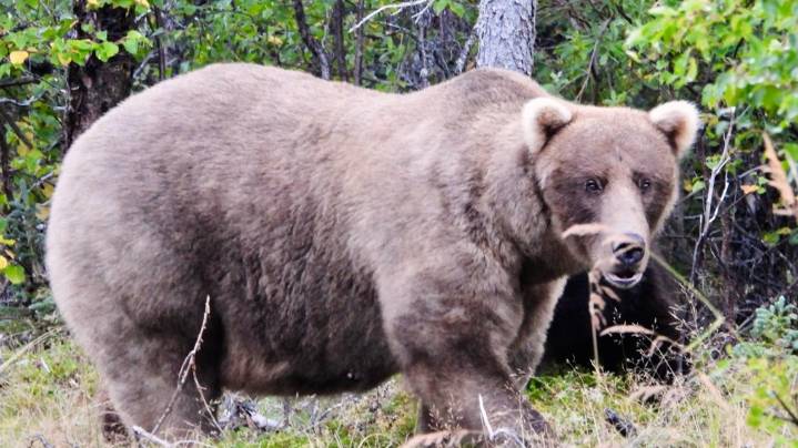 Fat Bear Week is back. Here's what to know