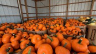 Connecticut pumpkin harvest bounces back after years of rainy losses