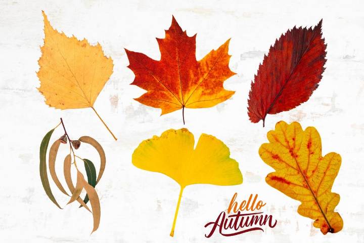 Fall Leaf Identification Guide