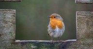 I asked 7 gardeners how to attract robins — you need 1 food and it's not seeds