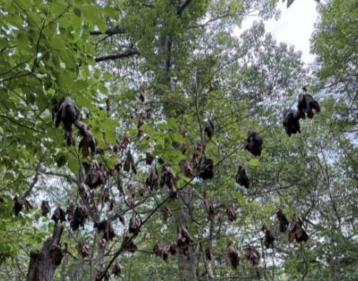 First Case Of Deadly Plant Disease From Asia Detected In New Yor