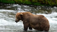 What to know about Fat Bear Week, a competition to be the chonkiest brown bear