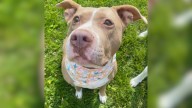 Delaware Pittie Who Was Heartlessly Dumped Finds The Family She Always Deserved