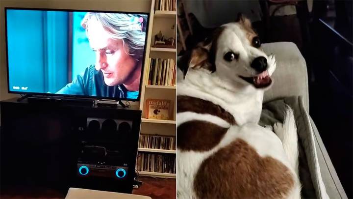 La reacción inesperada de una perra en una escena emotiva de "Marley y yo" se viralizó